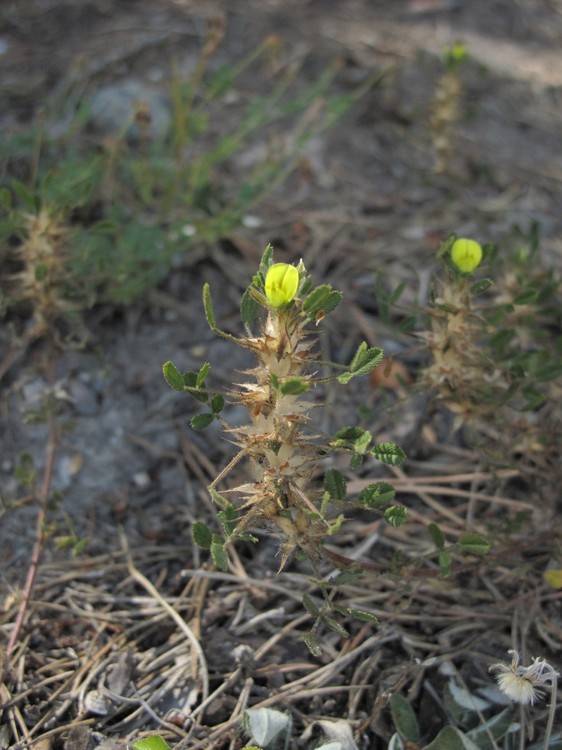 Ononis pusilla